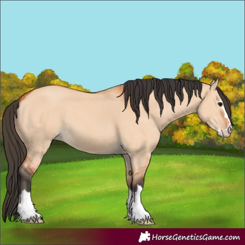 Horse Color:Bay Dun