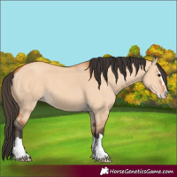 Horse Color:Bay Dun