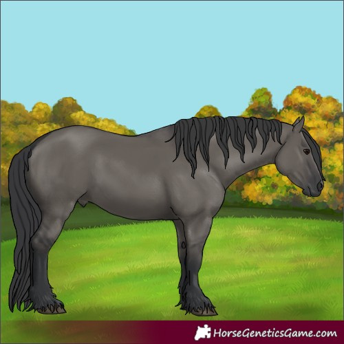 Horse Color:Grullo