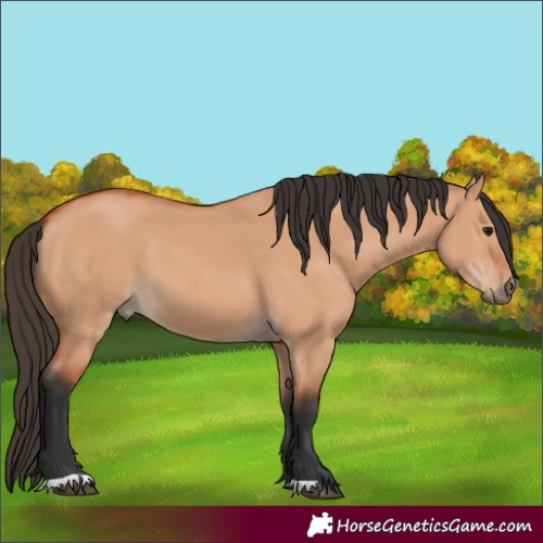 Horse Color:Bay Dun