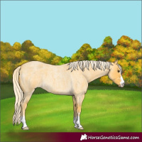 Horse Color:Palomino Roan 