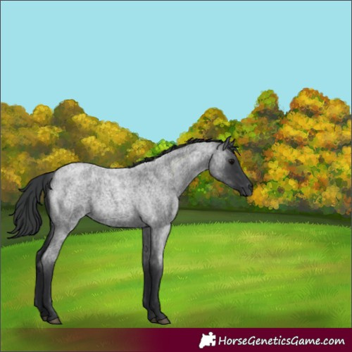 Horse Color:Blue Roan Rabicano 