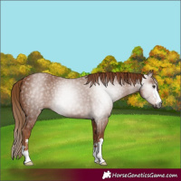 Horse Color:Gray Chestnut 