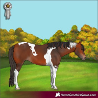 Horse Color:Bay Tobiano