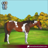 Horse Color:Bay Tobiano 