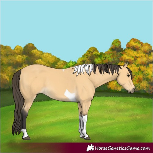 Horse Color:Buckskin Tobiano