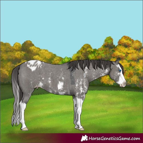 Horse Color:Grullo Sabino Splash Varnish 