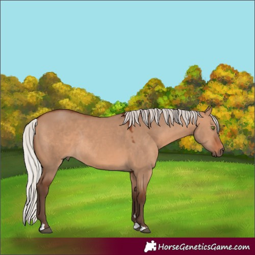 Horse Color:Silver Brown Dun Rabicano 