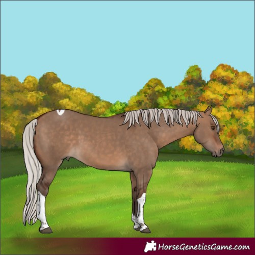 Horse Color:Silver Brown Dun Tobiano 