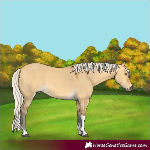 Horse Color:Silver Buckskin Dun Tobiano 