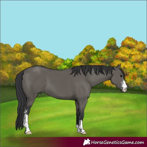 Horse Color:Grullo Sabino 