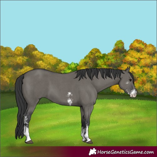 Horse Color:Grullo Sabino 