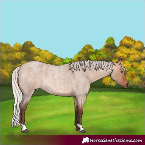 Horse Color:Silver Brown Roan Dun Rabicano 