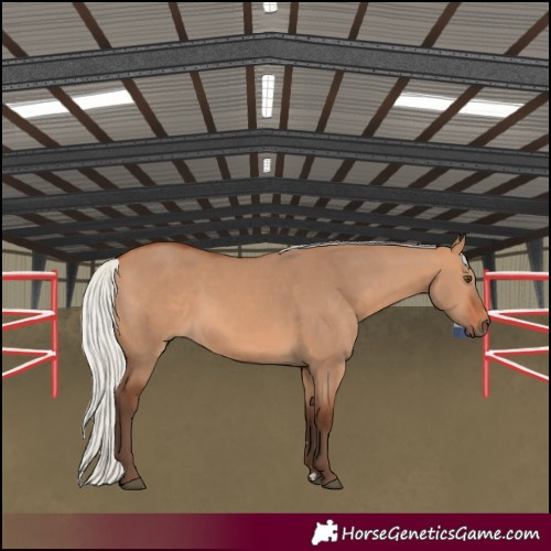 Horse Color:Silver Bay Dun Rabicano 