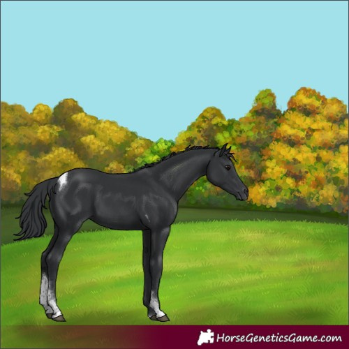 Horse Color:Black Tobiano 