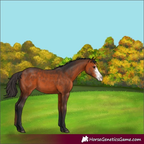 Horse Color:Bay Sabino 