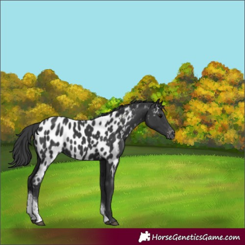 Horse Color:Black Tobiano Appaloosa 