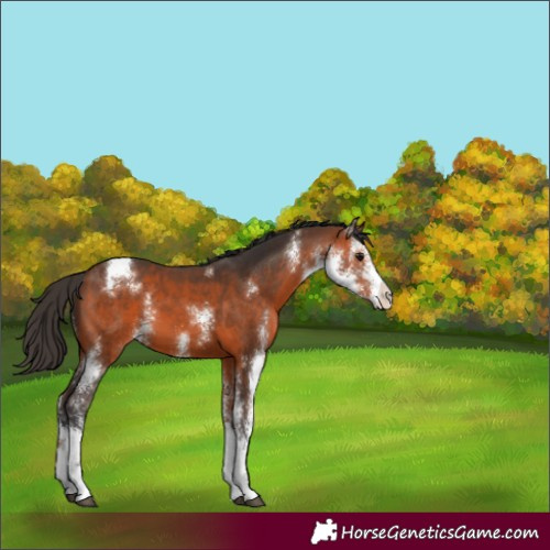 Horse Color:Bay Sabino 
