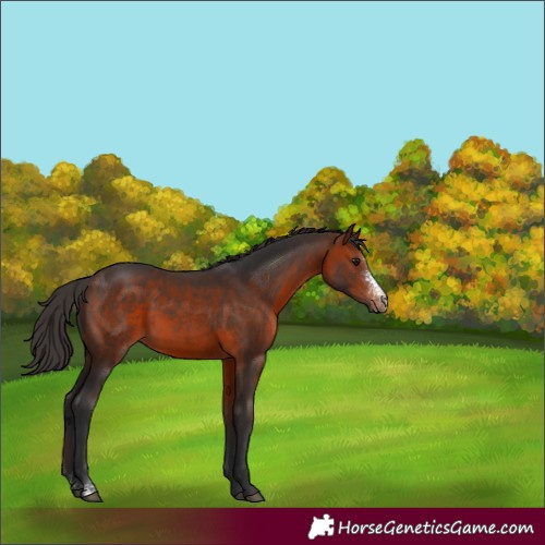Horse Color:Bay Sabino 