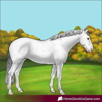 Horse Color:Buckskin Sabino