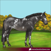 Horse Color:White Spotted Smoky Black Rabicano 