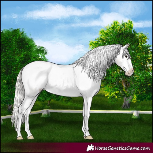 Horse Color:Silver Bay Roan Splash Varnish 