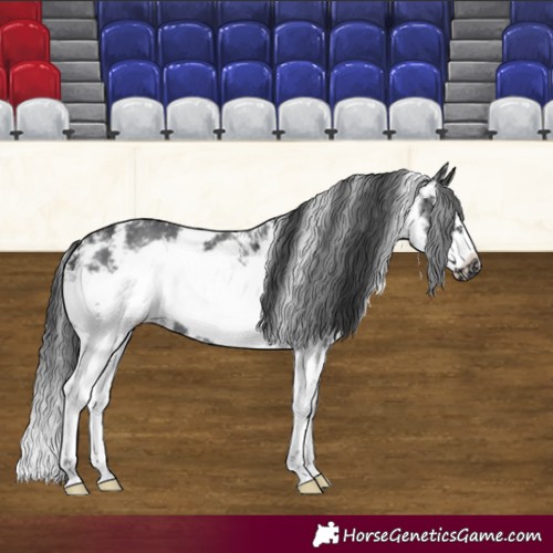 Horse Color:Black Sabino Frame 