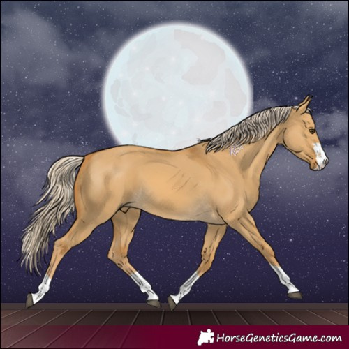 Horse Color:Palomino Dun 