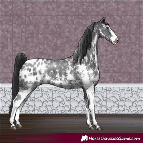 Horse Color:Black Sabino Appaloosa 