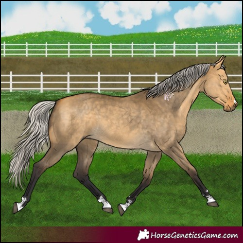 Horse Color:Silver Buckskin Dun 