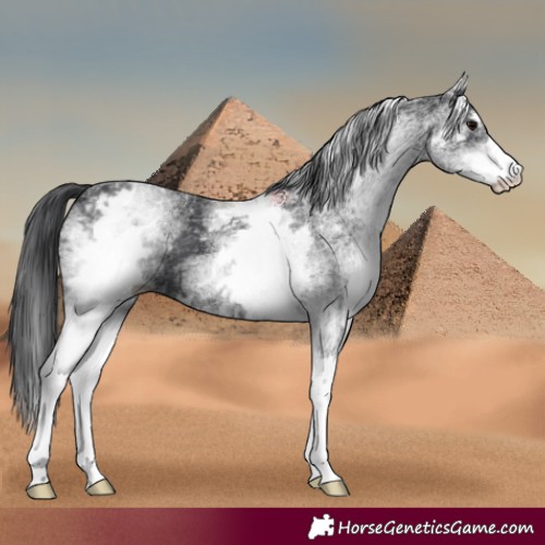 Horse Color:White Spotted Black 
