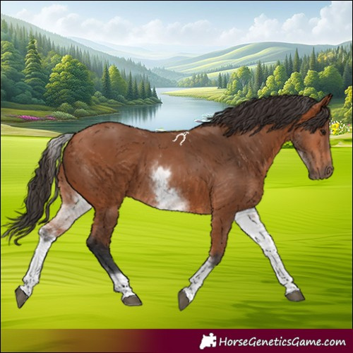 Horse Color:White Spotted Bay 