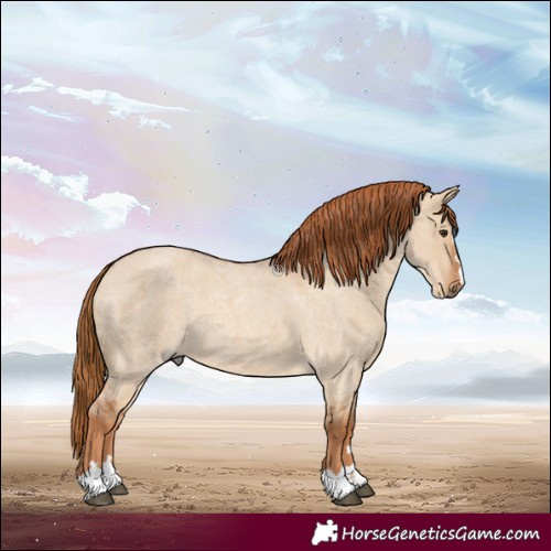 Horse Color:Red Dun Roan 
