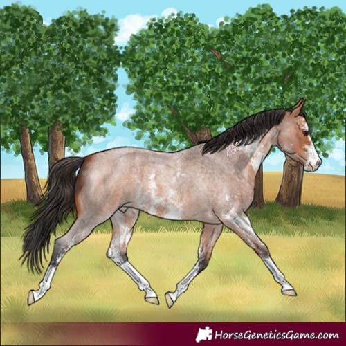 Horse Color:Bay Roan Sabino 