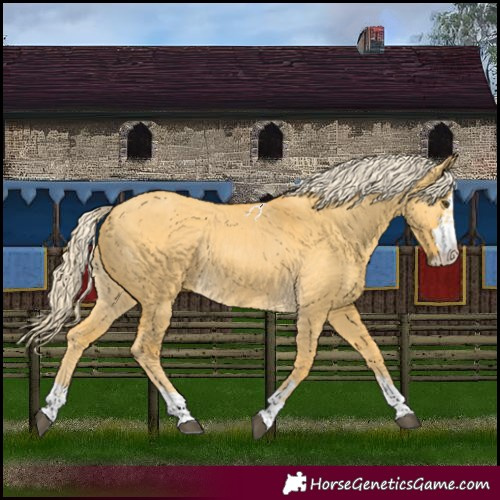Horse Color:Palomino Dun Rabicano 