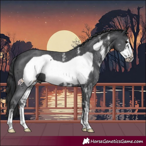 Horse Color:Black Sabino Frame 