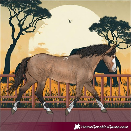 Horse Color:Bay Dun 