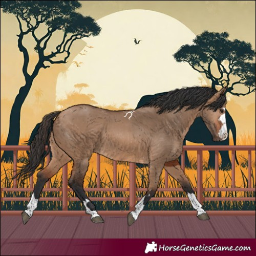 Horse Color:Bay Dun 