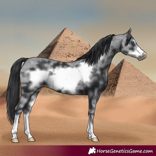Horse Color:Black Sabino Frame 