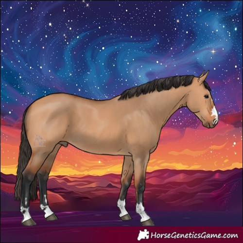 Horse Color:Bay Dun 