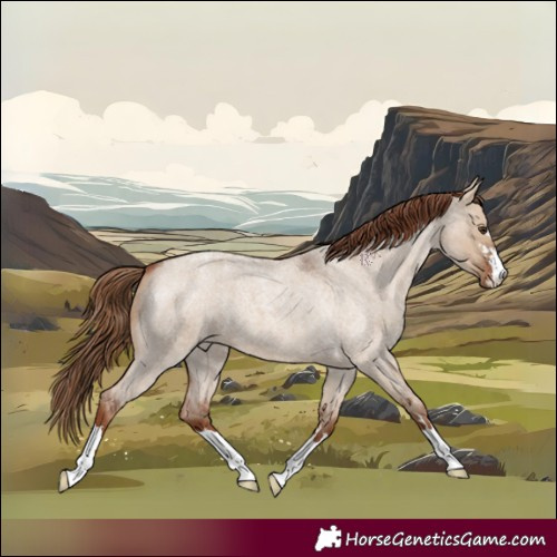 Horse Color:Red Dun Roan Appaloosa 