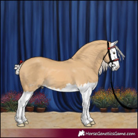 Horse Color:Palomino Dun Splash
