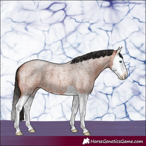 Horse Color:Bay Roan Splash 