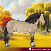 Horse Color:Buckskin Dun 