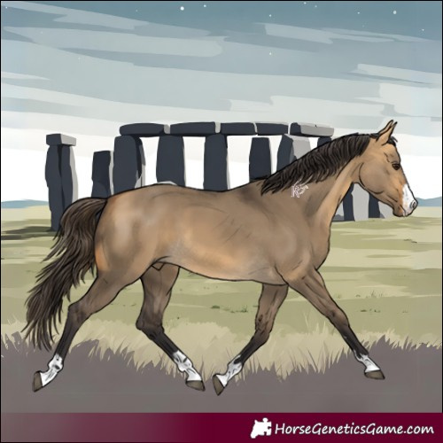 Horse Color:Buckskin Dun 