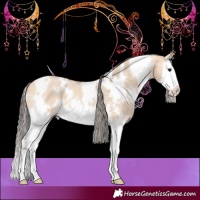 Horse Color:White Spotted Bay Roan Dun Splash 