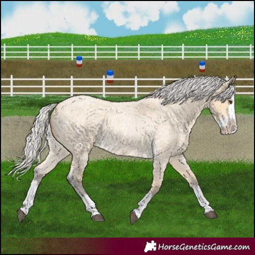 Horse Color:Silver Buckskin Roan Splash 