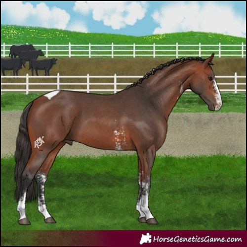 Horse Color:Bay Sabino Tobiano 