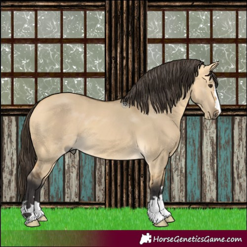 Horse Color:Buckskin Dun 