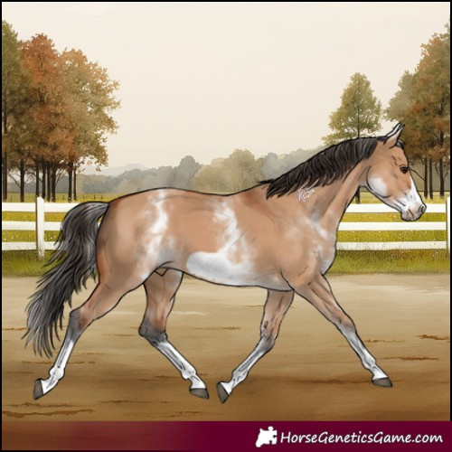 Horse Color:White Spotted Bay Dun Frame 